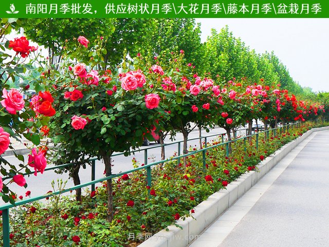上海龙凤419分享，园林绿化中各类景观树的应用和选择(图1)