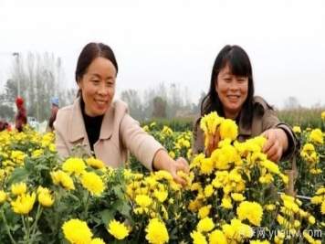 农民种植菊花，既能欣赏也能致富发家