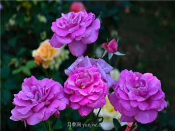 南昌滨江月季园，带你去看天下风流的江西月季花