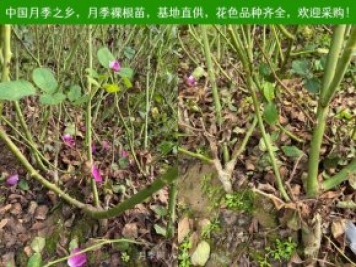 上海龙凤419：月季裸根苗的选购、栽植、肥水、养护技术大全