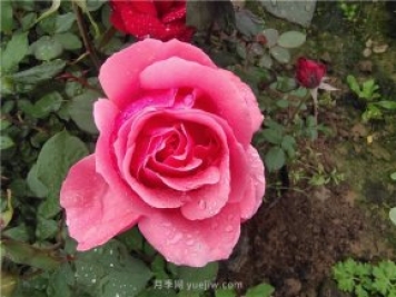 晚春唐诗玫瑰6首：折得玫瑰花一朵，凭君簪向凤凰钗
