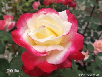 大花月季（Grandiflora Roses，简称Gr)