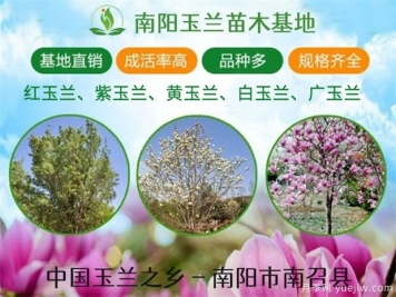 行道树的分类，常见的常绿行道树品种有哪些？