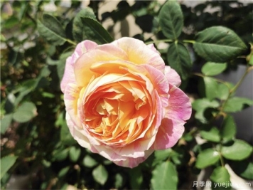 100种玫瑰花的名字，来了解下不同颜色的品种月季