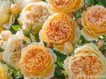 大花香水月季的养护方法，分享10种花香飘满屋
