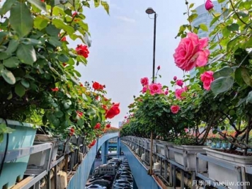 1.2万株月季盛开，南昌八一桥景观花廊拥抱春景