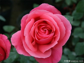 rose是什么，玫瑰和月季的区别到底在哪!