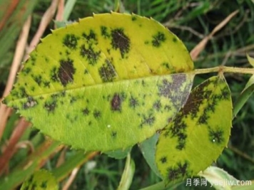 深秋天季节月季出现斑点的病害原因与防治