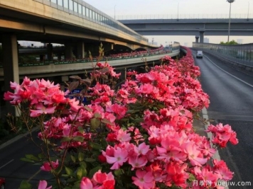 30万株新品种，杭州高架月季会带来什么样的惊喜？