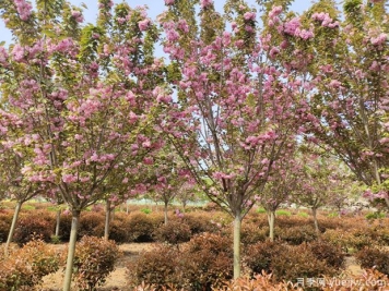 樱花树几年可以开花？日本晚樱开花的观赏价值