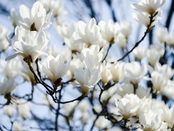 白玉兰是一种具有坚强意志和美丽花朵的植物