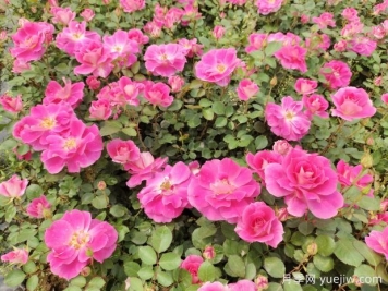 仙境盆栽月季杯苗粉色丰花，绿化工程批发