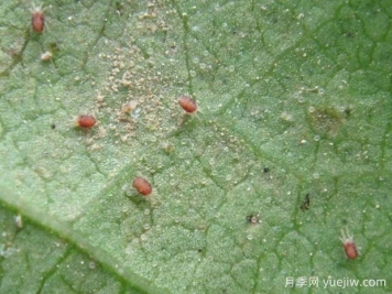 月季常见病虫害之红蜘蛛的习性和防治措施