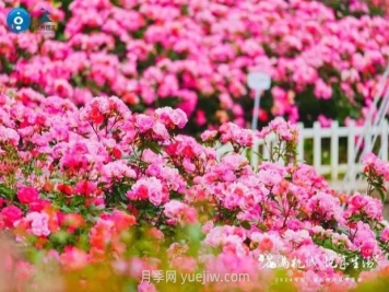 2024年第二届杭州市月季花展举办，赏500万株月季