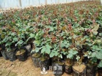上海龙凤419讲述月季扦插小苗养根的三个步骤