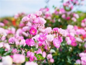 郑州伏羲山百亩玫瑰花盛放，上万株玫瑰美成了画