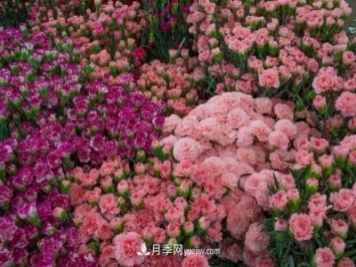 中国6大花市，全国花卉批发市场介绍