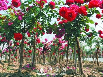 新品“月季树”为北京市花添色彩，居然引种自南阳内乡