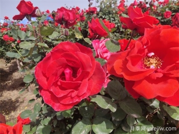 月季、玫瑰、蔷薇分别是什么？如何区别？