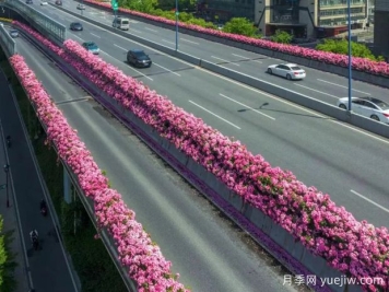 杭州高架月季初开，2024年又到走花路时间