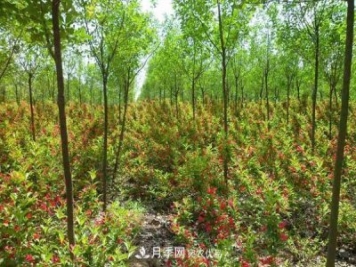 南召县城郊乡玉兰苗木生态农业引领农民致富