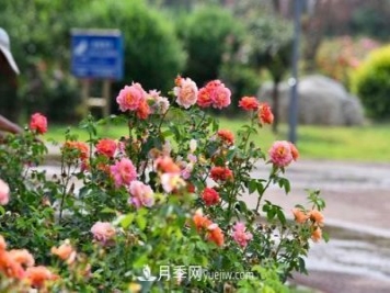 200多种月季花，花卉新品种丰富寿光城市园林色彩